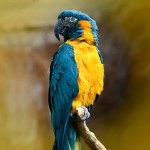 蓝喉金刚鹦鹉-缩略图-14