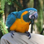 蓝喉金刚鹦鹉-缩略图-15