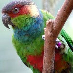 蓝喉锥尾鹦鹉-缩略图-1