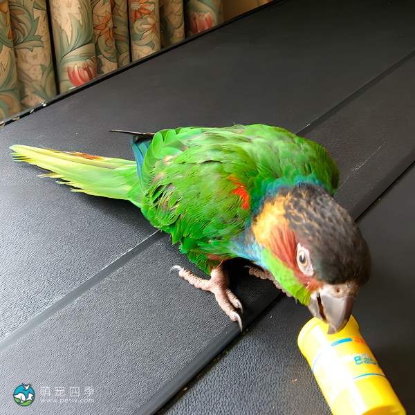 蓝喉锥尾鹦鹉-2