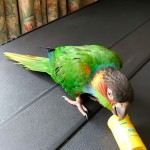 蓝喉锥尾鹦鹉-缩略图-2