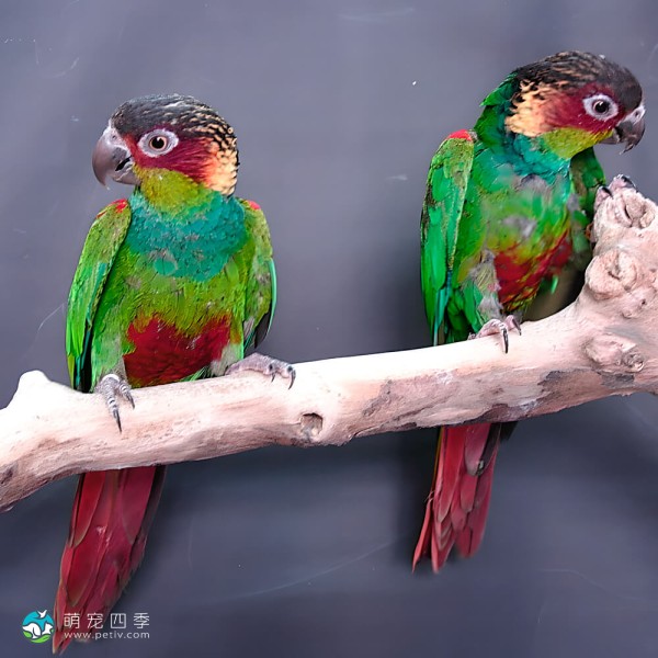 蓝喉锥尾鹦鹉-3