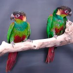 蓝喉锥尾鹦鹉-缩略图-3