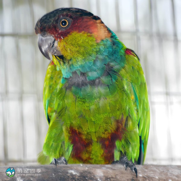 蓝喉锥尾鹦鹉-4