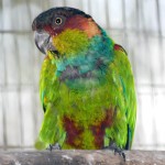 蓝喉锥尾鹦鹉-缩略图-4