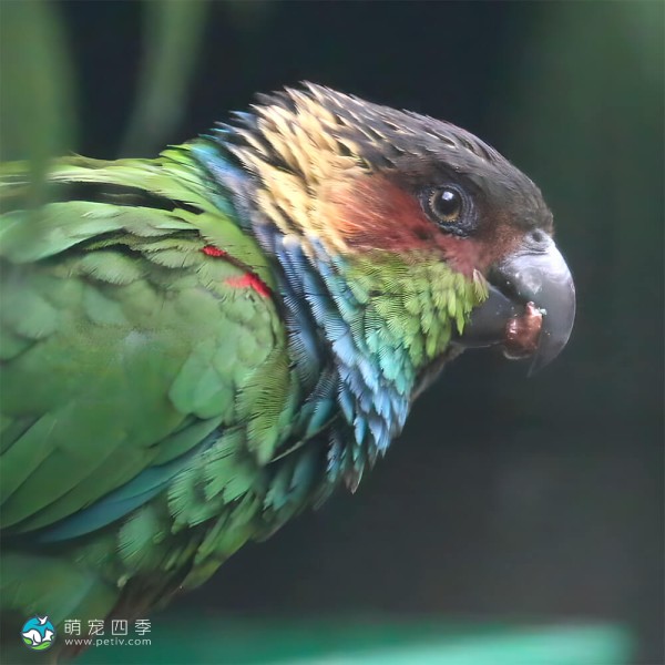 蓝喉锥尾鹦鹉-5