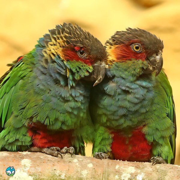 蓝喉锥尾鹦鹉-6