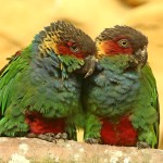 蓝喉锥尾鹦鹉-缩略图-6