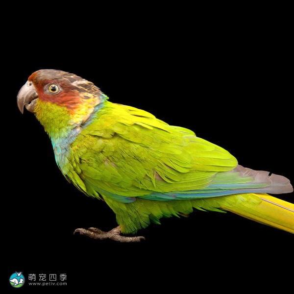 蓝喉锥尾鹦鹉-7