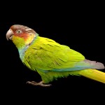 蓝喉锥尾鹦鹉-缩略图-7