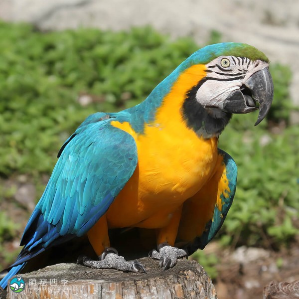 蓝黄金刚鹦鹉-1