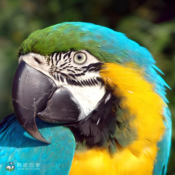 蓝黄金刚鹦鹉-2