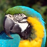 蓝黄金刚鹦鹉-缩略图-2