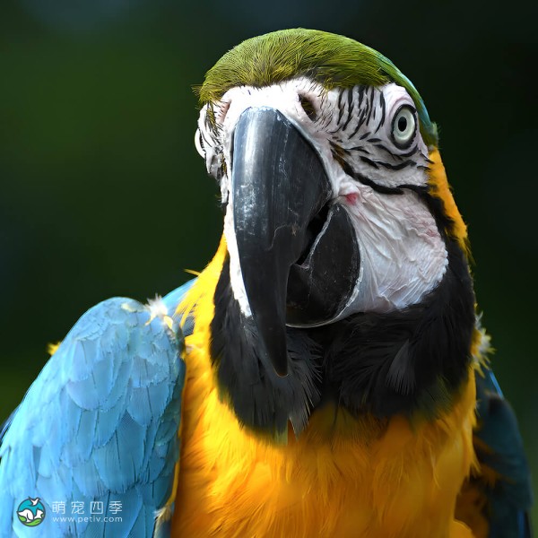 蓝黄金刚鹦鹉-3