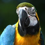 蓝黄金刚鹦鹉-缩略图-3