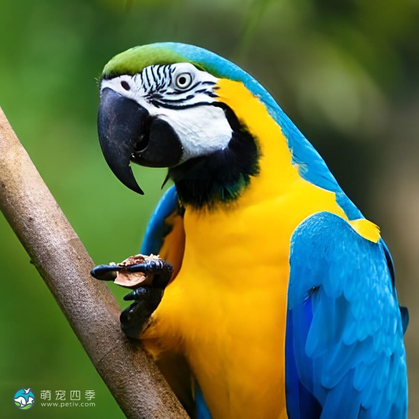 蓝黄金刚鹦鹉-4