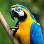 蓝黄金刚鹦鹉-缩略图-4