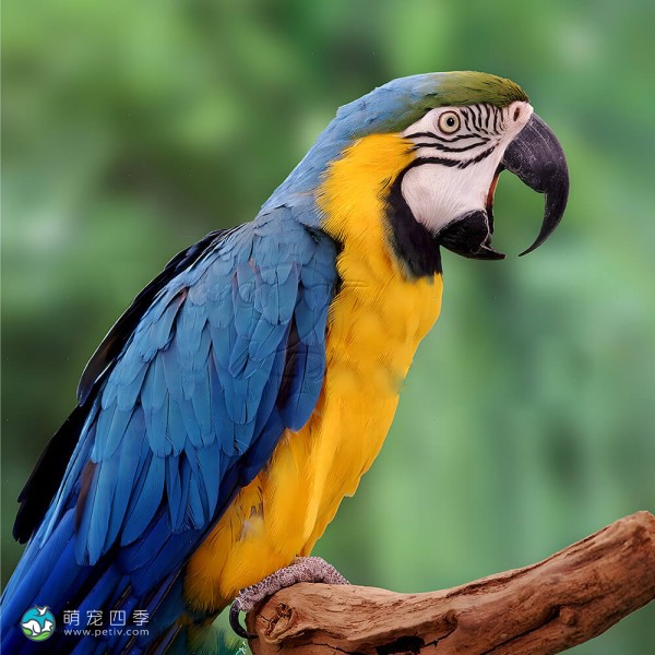 蓝黄金刚鹦鹉-5