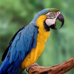 蓝黄金刚鹦鹉-缩略图-5