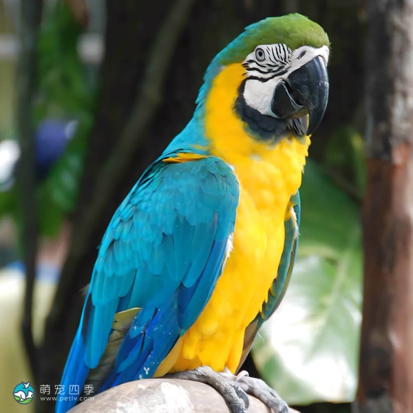蓝黄金刚鹦鹉-6