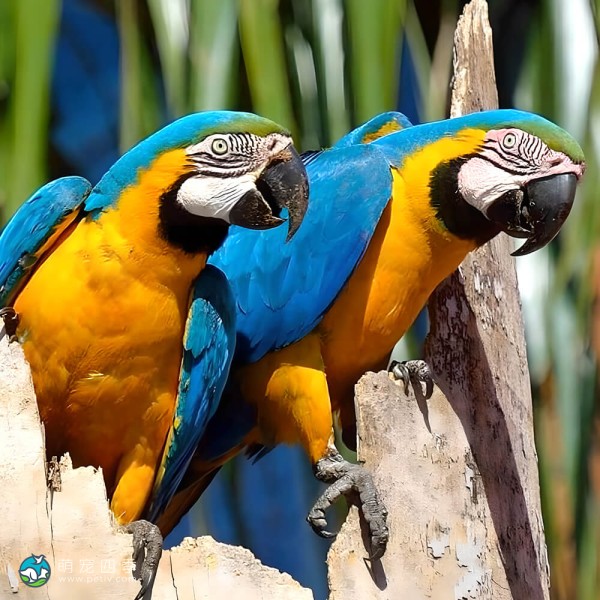 蓝黄金刚鹦鹉-7