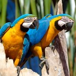 蓝黄金刚鹦鹉-缩略图-7