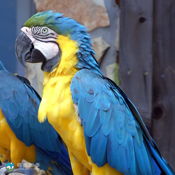 蓝黄金刚鹦鹉-8