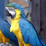 蓝黄金刚鹦鹉-缩略图-8