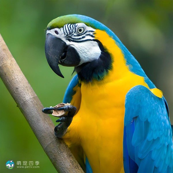 蓝黄金刚鹦鹉-9
