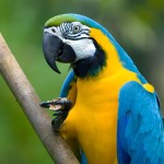 蓝黄金刚鹦鹉-缩略图-9