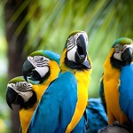 蓝黄金刚鹦鹉-缩略图-10