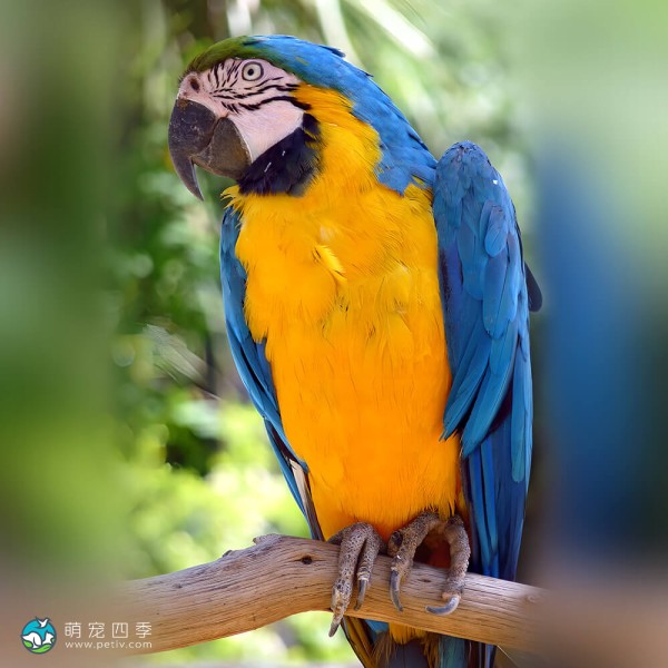 蓝黄金刚鹦鹉-11