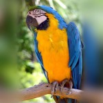 蓝黄金刚鹦鹉-缩略图-11