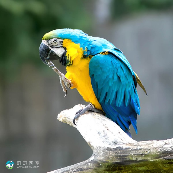 蓝黄金刚鹦鹉-12