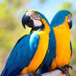 蓝黄金刚鹦鹉-缩略图-13