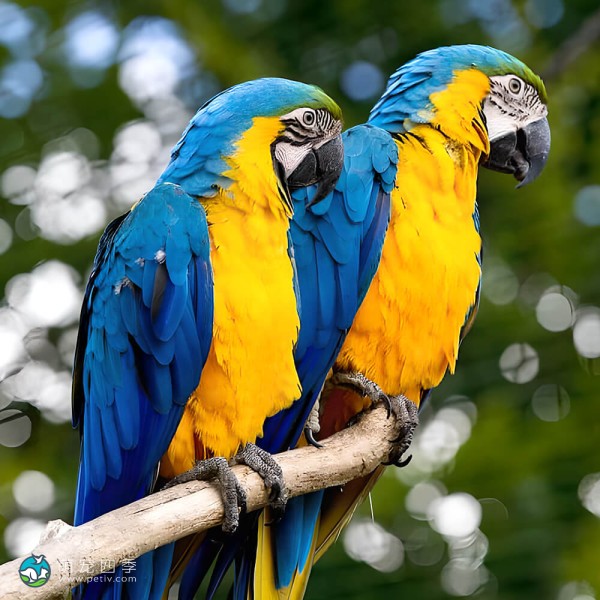 蓝黄金刚鹦鹉-14