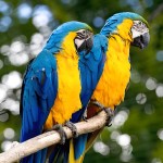 蓝黄金刚鹦鹉-缩略图-14