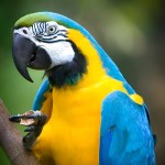 蓝黄金刚鹦鹉-缩略图-15