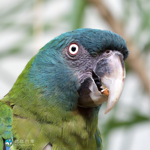 蓝头金刚鹦鹉-1
