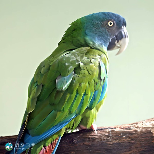 蓝头金刚鹦鹉-2