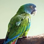 蓝头金刚鹦鹉-缩略图-2