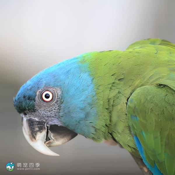 蓝头金刚鹦鹉-3