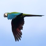 蓝头金刚鹦鹉-缩略图-4