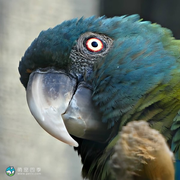 蓝头金刚鹦鹉-5