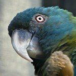 蓝头金刚鹦鹉-缩略图-5