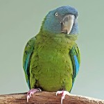 蓝头金刚鹦鹉-缩略图-6