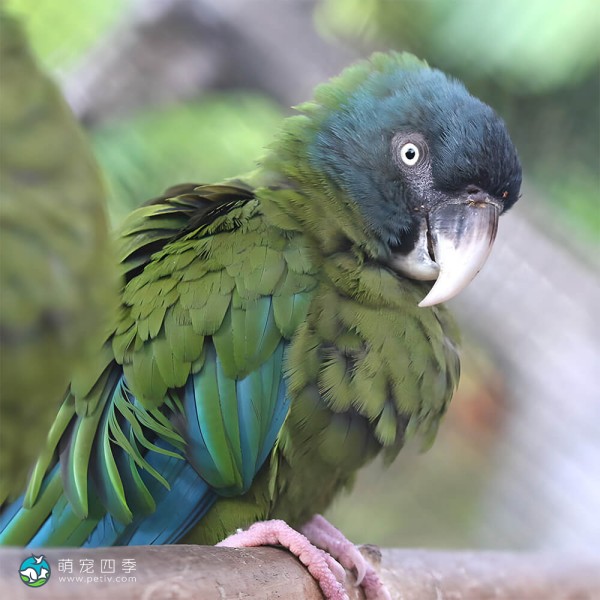 蓝头金刚鹦鹉-7