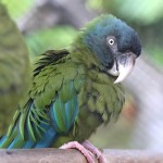 蓝头金刚鹦鹉-缩略图-7