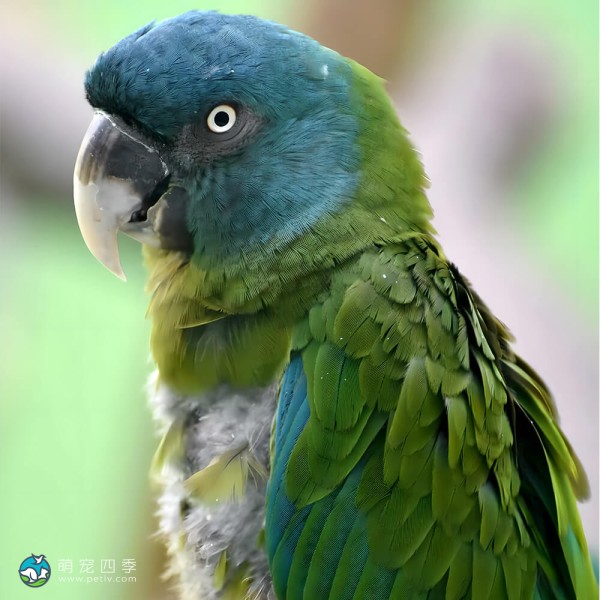 蓝头金刚鹦鹉-8