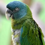 蓝头金刚鹦鹉-缩略图-8